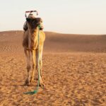 The Ultimate Guide to Exploring Morocco Beyond Marrakech - Photo by Domenico Bertazzo on Pexels