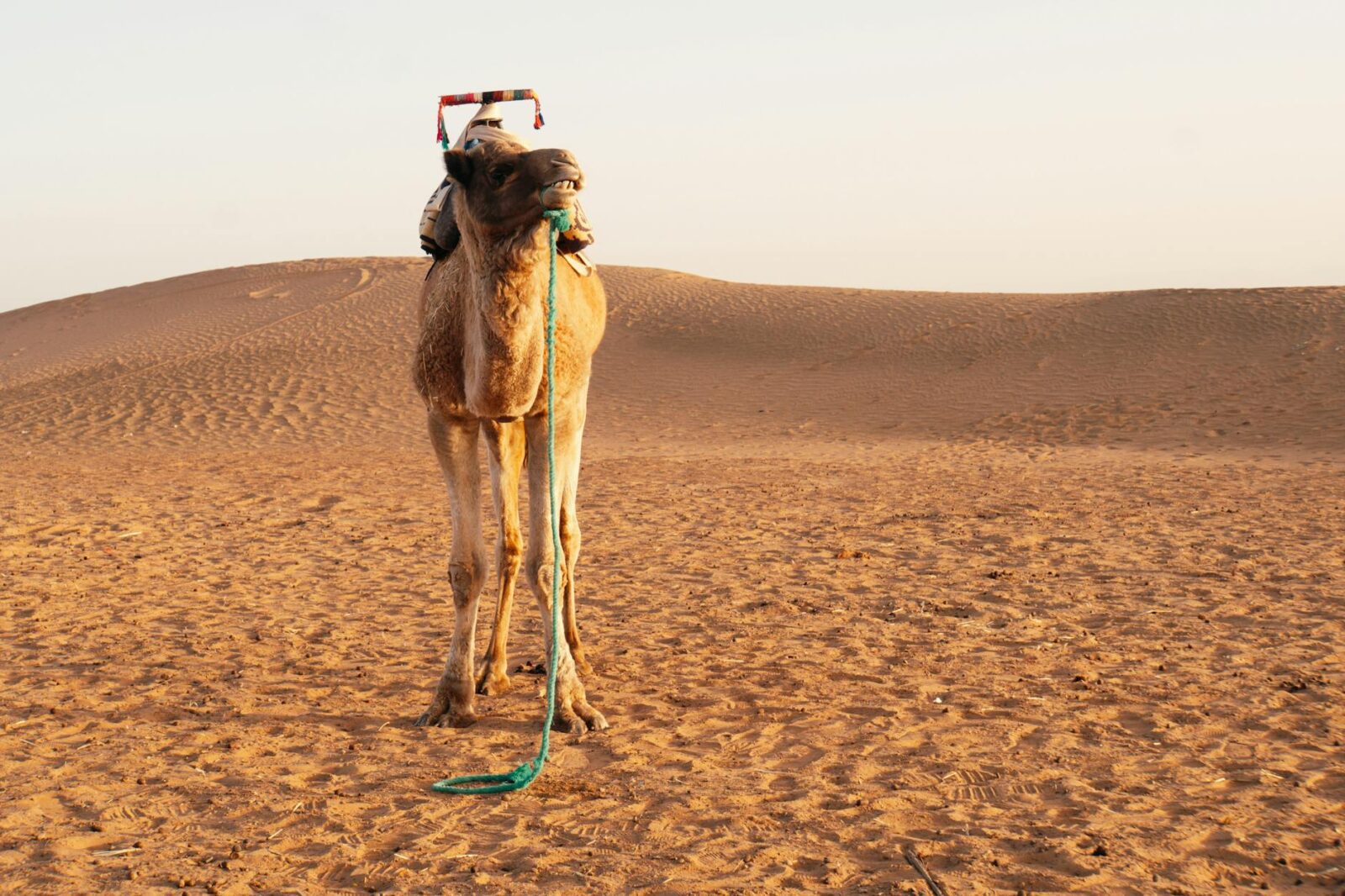 The Ultimate Guide to Exploring Morocco Beyond Marrakech - Photo by Domenico Bertazzo on Pexels