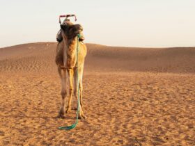 The Ultimate Guide to Exploring Morocco Beyond Marrakech - Photo by Domenico Bertazzo on Pexels