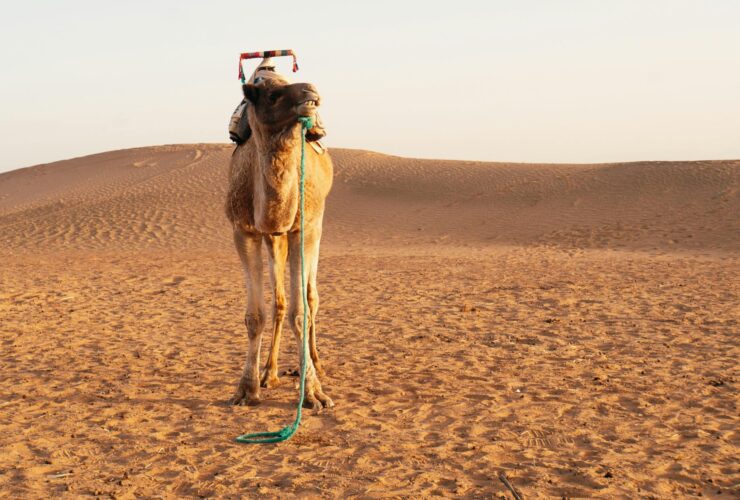 The Ultimate Guide to Exploring Morocco Beyond Marrakech - Photo by Domenico Bertazzo on Pexels