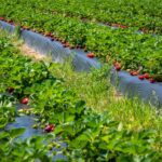 best hotels in mahabaleshwar - Photo by Mark Stebnicki on Pexels