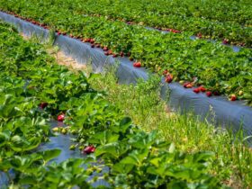 best hotels in mahabaleshwar - Photo by Mark Stebnicki on Pexels