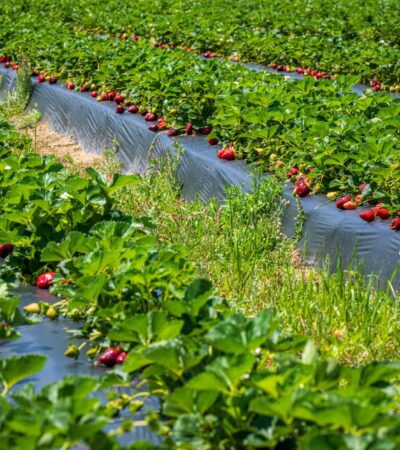 best hotels in mahabaleshwar - Photo by Mark Stebnicki on Pexels