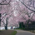 7 Places to See Cherry Blossoms in the US, From Seattle to Brooklyn - Photo by dh tang on Pexels