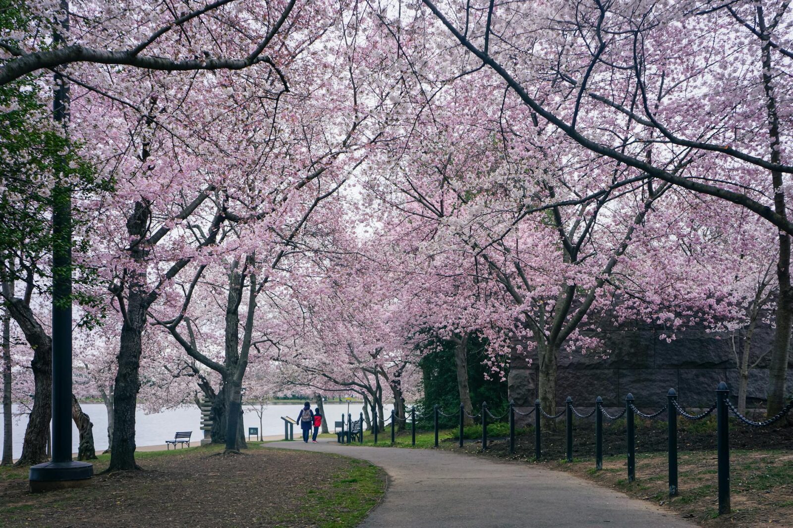 7 Places to See Cherry Blossoms in the US, From Seattle to Brooklyn - Photo by dh tang on Pexels
