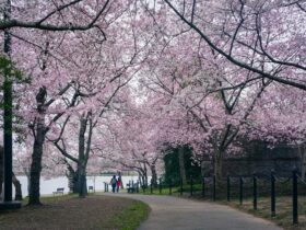 7 Places to See Cherry Blossoms in the US, From Seattle to Brooklyn - Photo by dh tang on Pexels