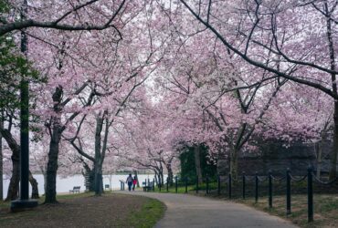 7 Places to See Cherry Blossoms in the US, From Seattle to Brooklyn - Photo by dh tang on Pexels