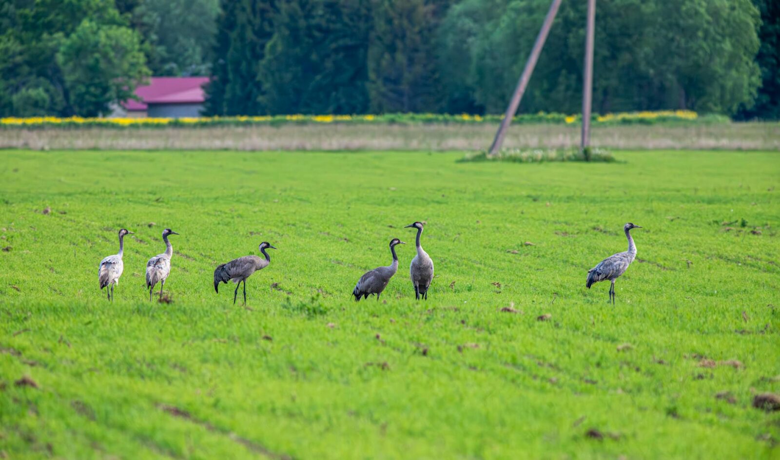 Bird flu (avian influenza): latest situation in England - Photo by Erik Karits on Pexels