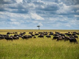 In Blackfoot Country, Indigenous Nations Offer a Different View of the US-Canada Border - Photo by Lloyd Alozie on Pexels