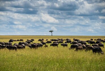 In Blackfoot Country, Indigenous Nations Offer a Different View of the US-Canada Border - Photo by Lloyd Alozie on Pexels