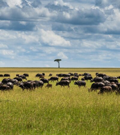In Blackfoot Country, Indigenous Nations Offer a Different View of the US-Canada Border - Photo by Lloyd Alozie on Pexels