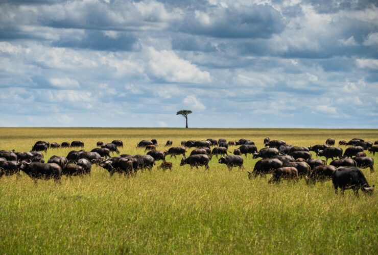 In Blackfoot Country, Indigenous Nations Offer a Different View of the US-Canada Border - Photo by Lloyd Alozie on Pexels