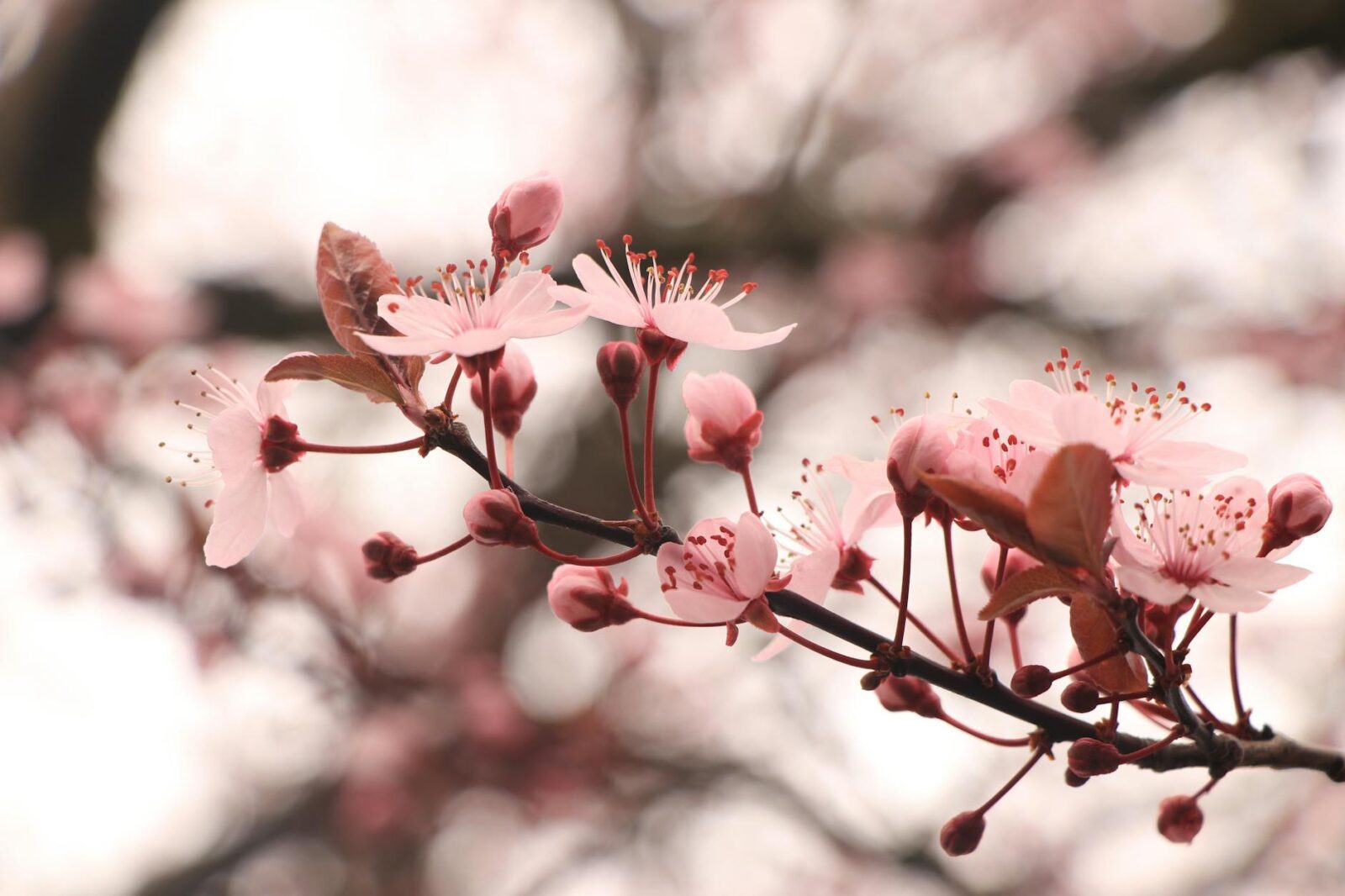 7 Places to See Cherry Blossoms in the US, From Seattle to Brooklyn - Photo by Giovanni Warren on Pexels