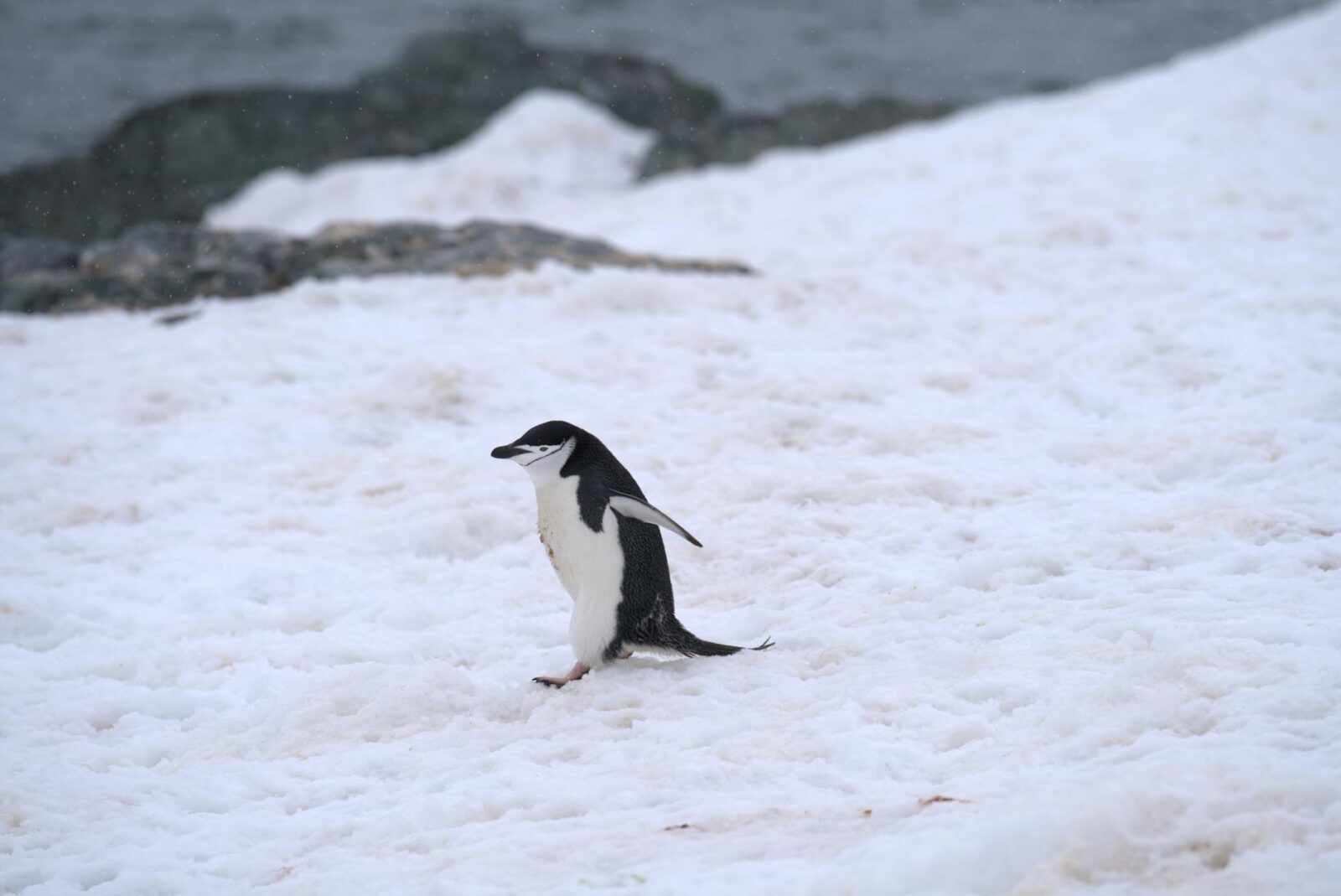 11 of the Coolest Marathon Courses Around the Globe, From the Great Wall of China to Highway 1 - Photo by Jan Tang on Pexels