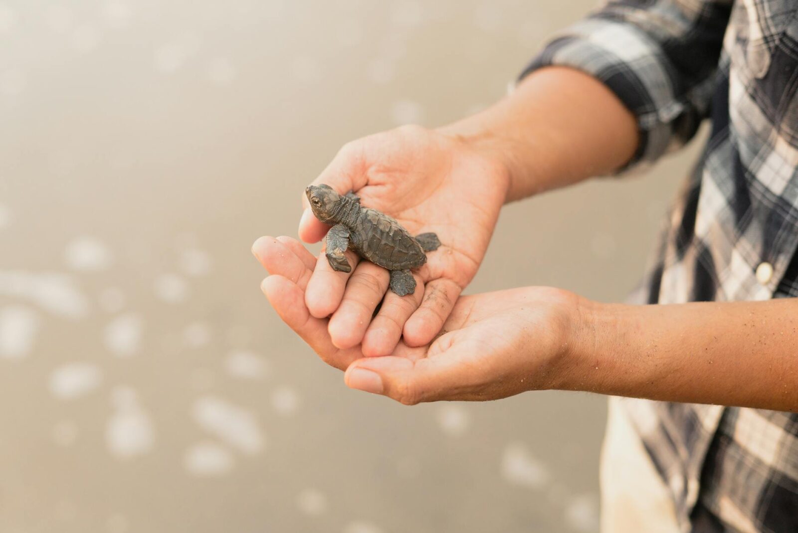 7 Resorts Where You Can Help Baby Turtles Reach the Sea - Photo by Los Muertos Crew on Pexels