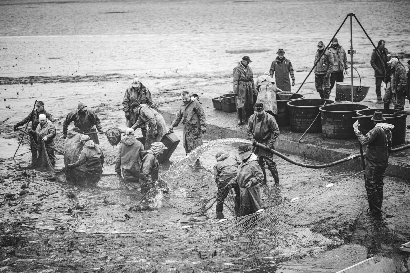 United Utilities guilty plea to action that led to fish deaths - Photo by Jozef Fehér on Pexels