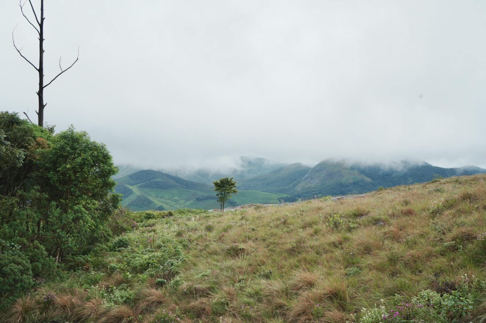 Top Hill Stations in India That Tourists Haven't Discovered Yet - Photo by Ravi Kant on Pexels