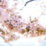 best places to visit in april - Photo by Binti Malu on Pexels