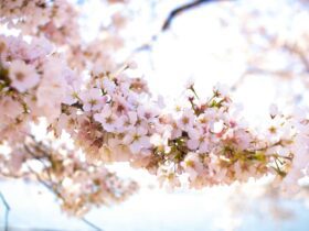 best places to visit in april - Photo by Binti Malu on Pexels