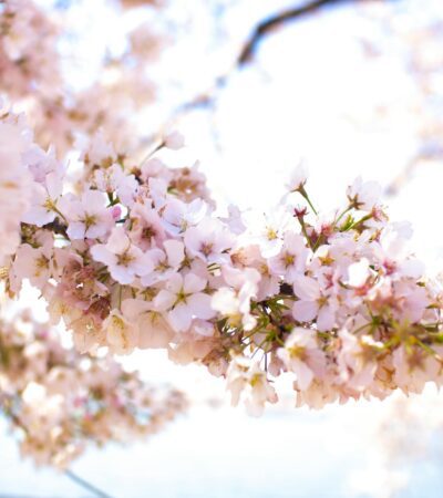 best places to visit in april - Photo by Binti Malu on Pexels