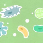 Space Worms! UK scientists launch microscopic crew into orbit to support future Moon missions - Photo by Monstera Production on Pexels