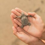 7 Resorts Where You Can Help Baby Turtles Reach the Sea - Photo by Los Muertos Crew on Pexels