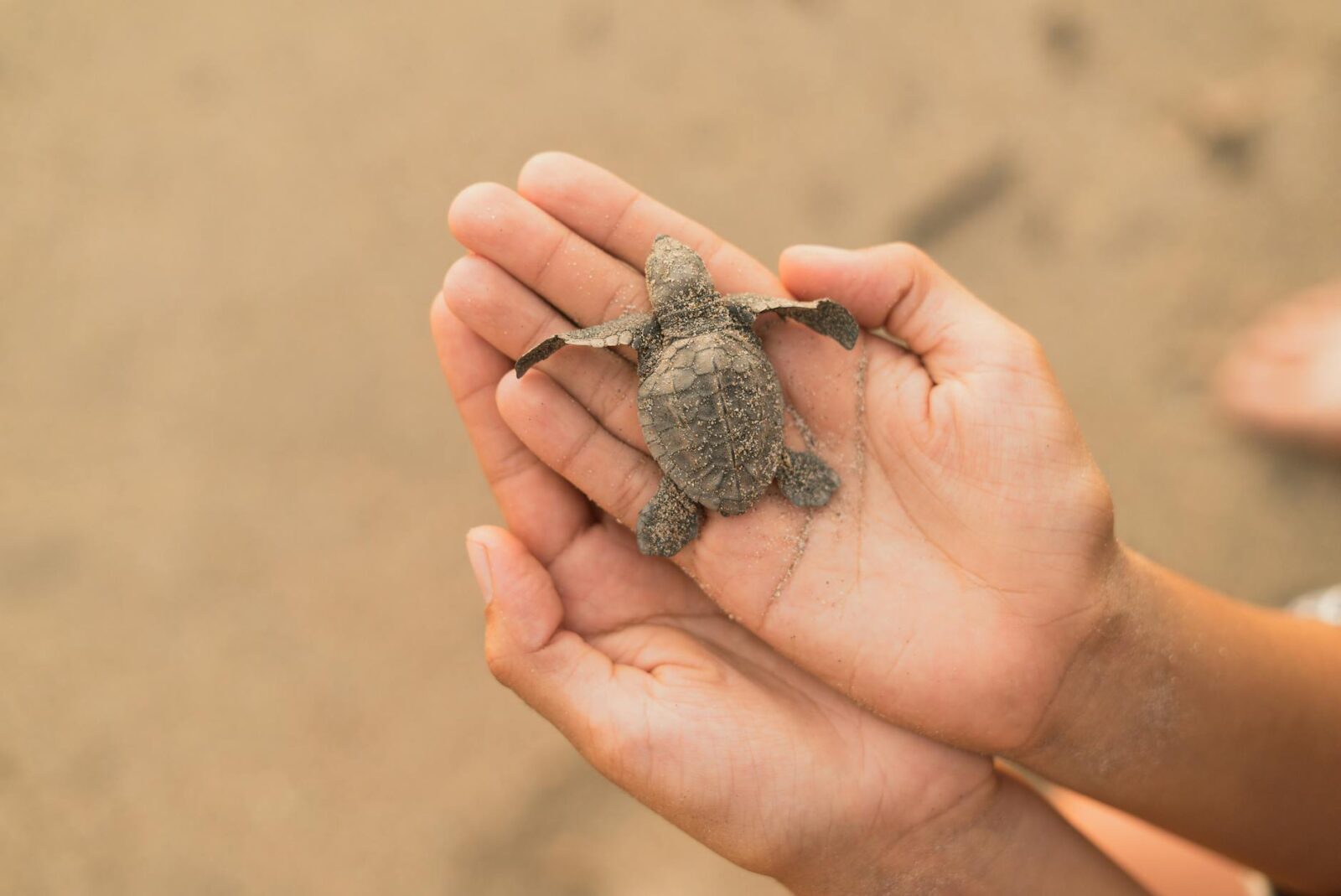 7 Resorts Where You Can Help Baby Turtles Reach the Sea - Photo by Los Muertos Crew on Pexels