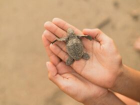 7 Resorts Where You Can Help Baby Turtles Reach the Sea - Photo by Los Muertos Crew on Pexels