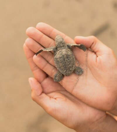 7 Resorts Where You Can Help Baby Turtles Reach the Sea - Photo by Los Muertos Crew on Pexels