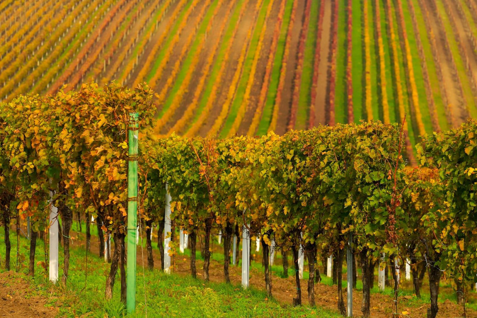 Hungary After Orbán: A Political Turning Point With Ripple Effects Across Europe — and Its Tourism Industry - Photo by Zenek Wałowski on Pexels