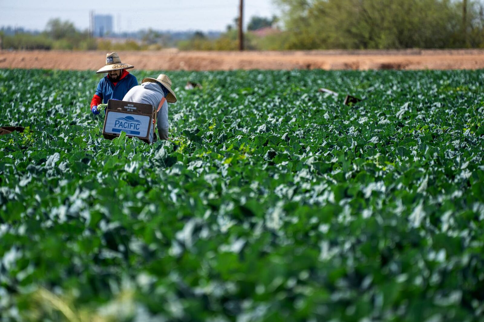 More resources to combat migrant exploitation - Photo by Mark Stebnicki on Pexels
