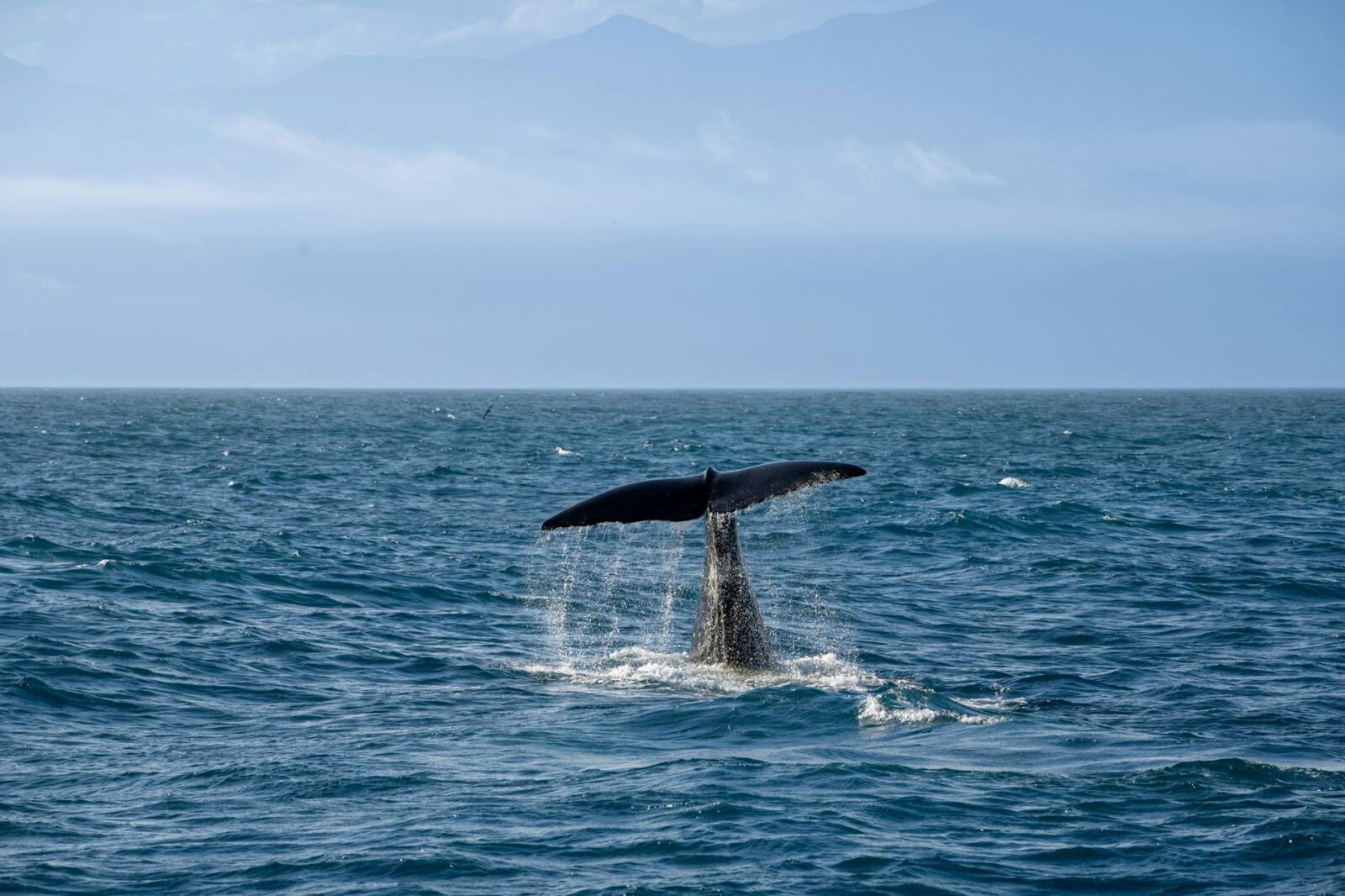 Chasing Whales and Sunsets Aboard Celebrity Solstice in Alaska - Photo by Neil Ni on Pexels