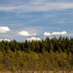 Sweden's Moose Cam Lets You Slip Into the Wilderness—No Flight Required - Photo by Efrem Efre on Pexels
