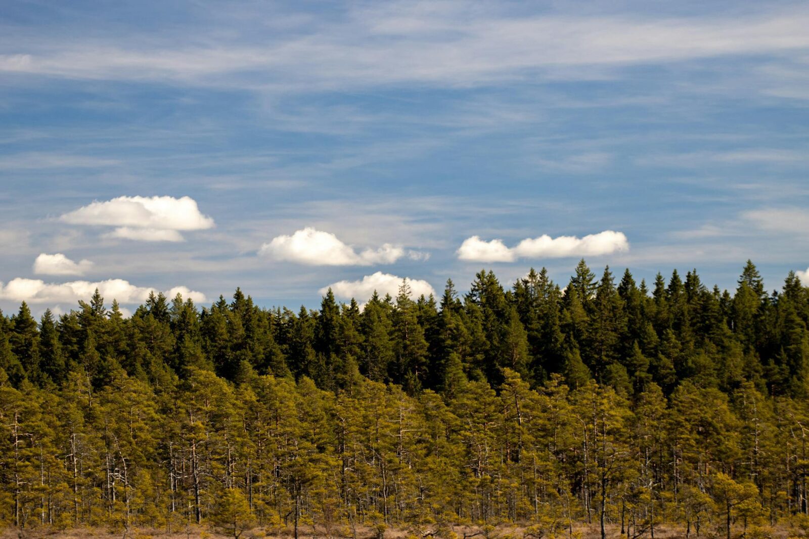 Sweden's Moose Cam Lets You Slip Into the Wilderness—No Flight Required - Photo by Efrem Efre on Pexels