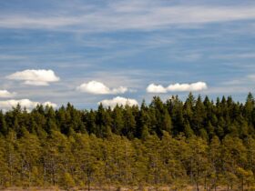 Sweden's Moose Cam Lets You Slip Into the Wilderness—No Flight Required - Photo by Efrem Efre on Pexels