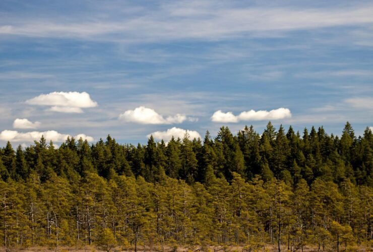 Sweden's Moose Cam Lets You Slip Into the Wilderness—No Flight Required - Photo by Efrem Efre on Pexels