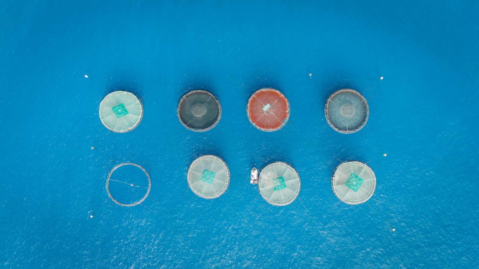 Crawfish consultation 2026 - Photo by Vlad Chețan on Pexels