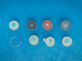 Crawfish consultation 2026 - Photo by Vlad Chețan on Pexels