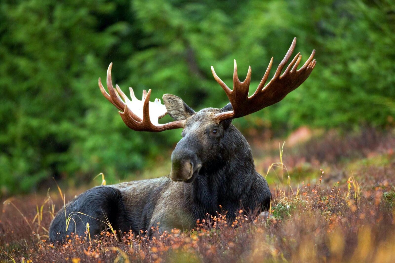 Sweden's Moose Cam Lets You Slip Into the Wilderness—No Flight Required - Photo by Pixabay on Pexels