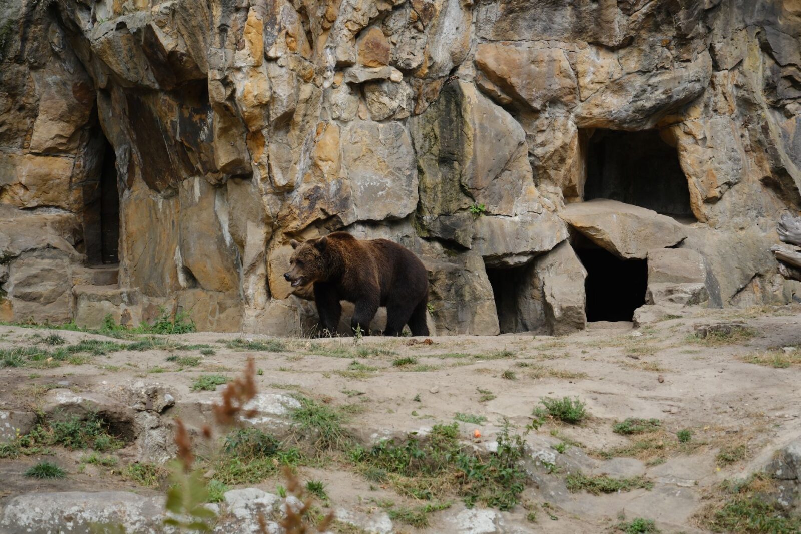 The Best Zoos in the World for Lions and Tigers and Bears, Oh My! - Photo by selcuk sarikoz on Pexels