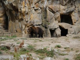 The Best Zoos in the World for Lions and Tigers and Bears, Oh My! - Photo by selcuk sarikoz on Pexels