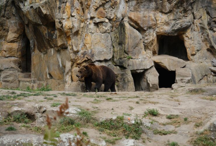 The Best Zoos in the World for Lions and Tigers and Bears, Oh My! - Photo by selcuk sarikoz on Pexels