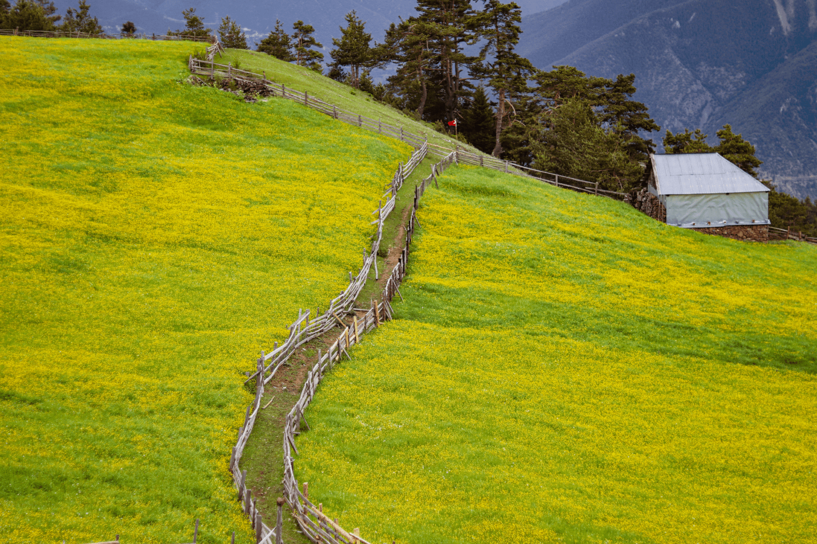 Top Hill Stations in India That Tourists Haven't Discovered Yet - Photo by Fatih Mutaf on Pexels