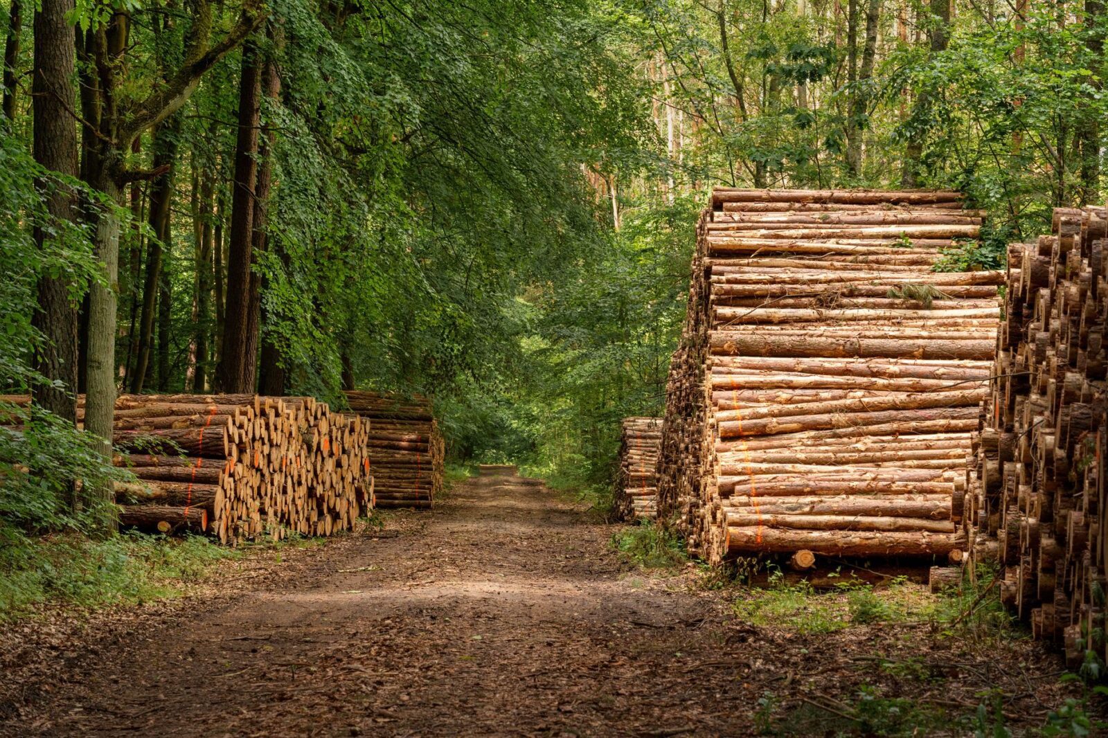 Government steps up action to tackle illegal deforestation - Photo by Gundula Vogel on Pexels