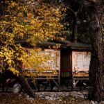 This Tree House Airbnb Is Built Around a Living Tree in South Carolina’s Blue Ridge Mountains - Photo by Aysegul Aytoren on Pexels