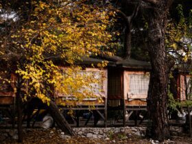 This Tree House Airbnb Is Built Around a Living Tree in South Carolina’s Blue Ridge Mountains - Photo by Aysegul Aytoren on Pexels