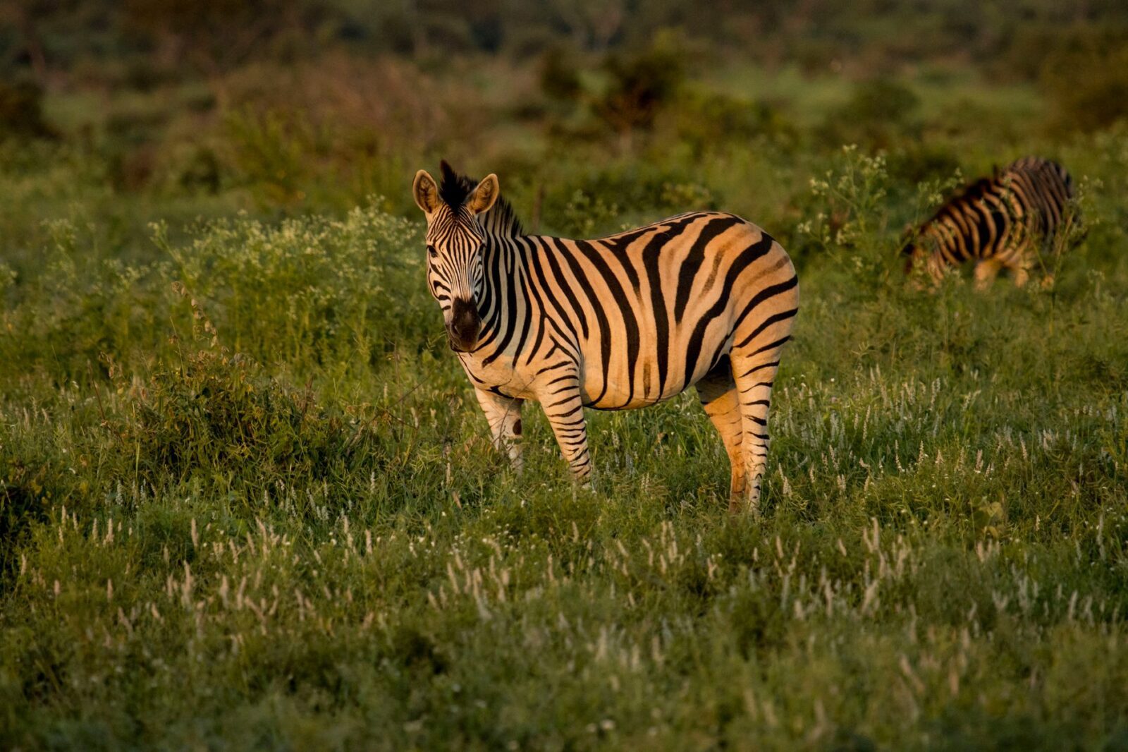 australia travel advisory south africa - Photo by Charmain Jansen van Rensburg on Pexels