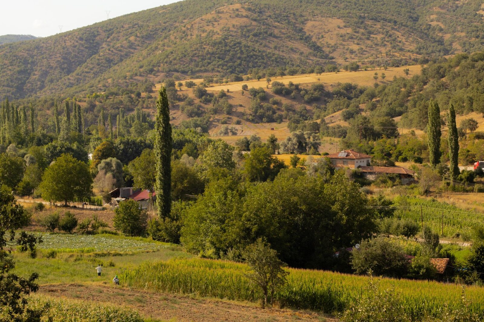 Why Georgia Is Europes Best Kept Secret for Food Lovers - Photo by Emrecan Dora on Pexels