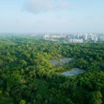 Government steps up action to tackle illegal deforestation - Photo by Nino Souza on Pexels