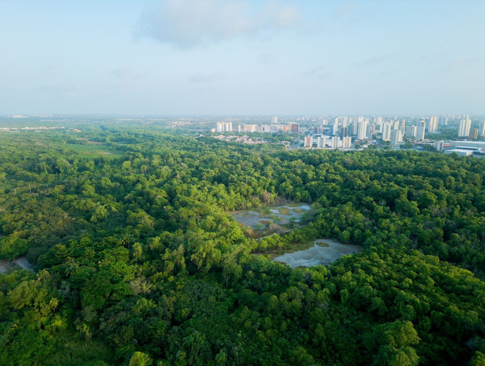 Government steps up action to tackle illegal deforestation - Photo by Nino Souza on Pexels